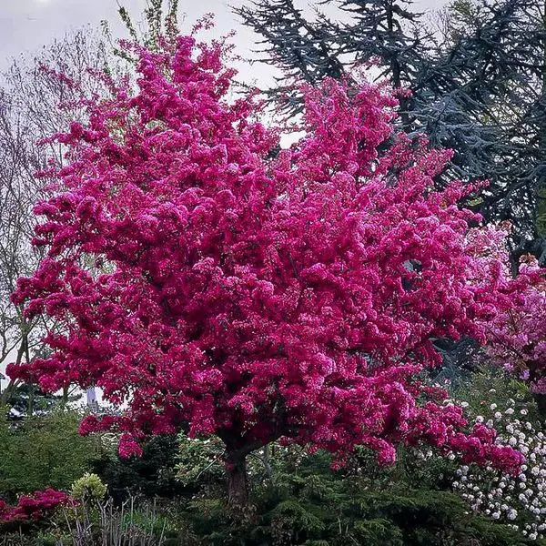 Profusion crabapple tree covered in magenta spring blossoms