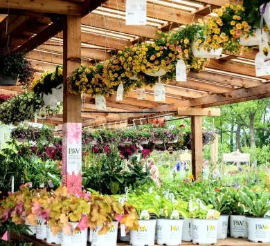 A garden center display with rows of hanging yellow flowers