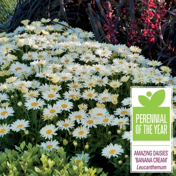 Amazing Daisies Banana Cream leucanthemum, Perennial of the Year