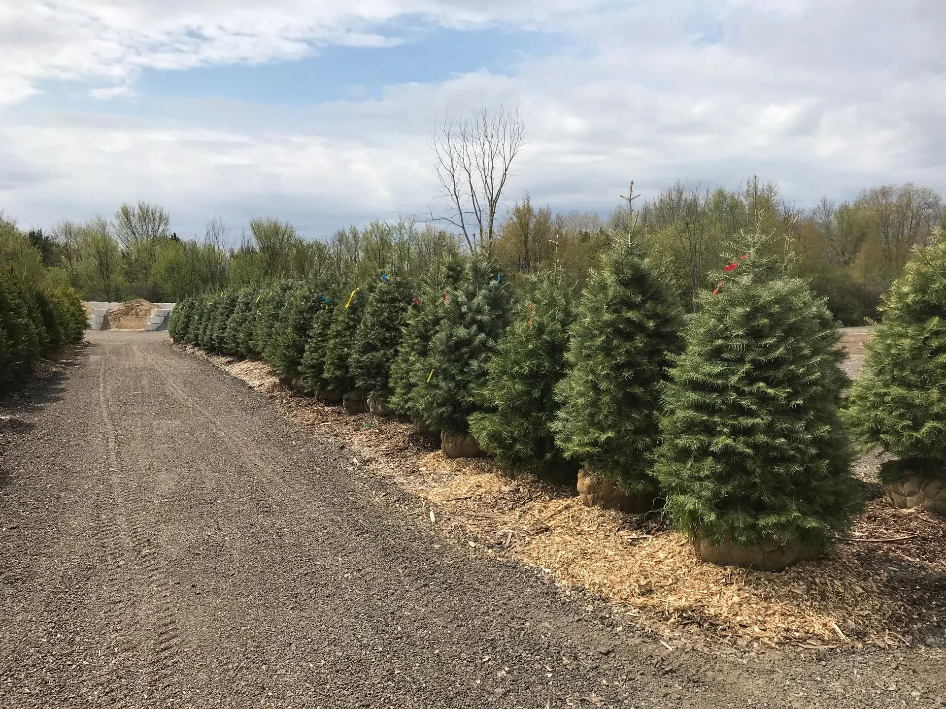 Mulched evergreen rows along a gravel drive, typical of wooded Dexter properties