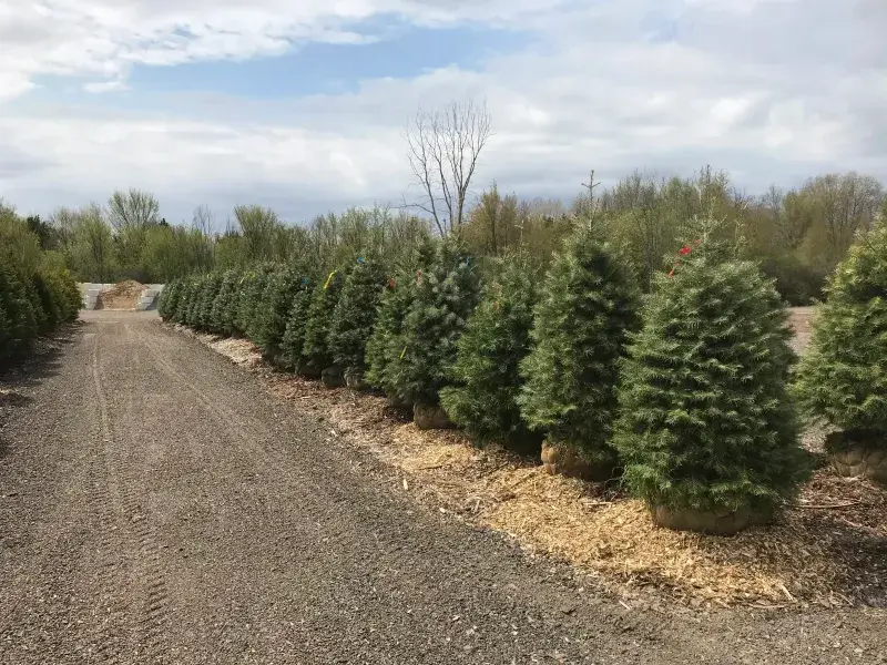 Concolor fir evergreens lined up along a gravel drive