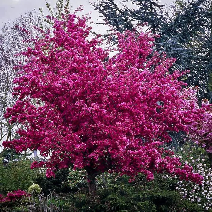 A weeping ornamental tree with cascading blossoms