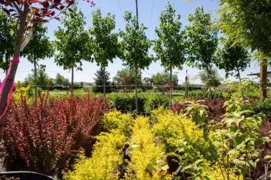 Rows of potted plants in a nursery with vibrant red and green foliage