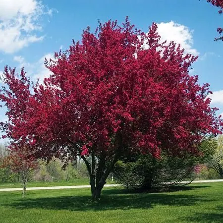 A flowering tree in full bloom in a landscaped yard