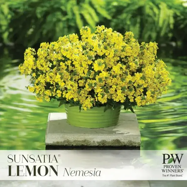 Sunsatia Lemon nemesia with bright yellow blooms, a Proven Winners annual