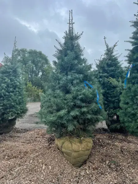 Balled-and-burlapped concolor fir ready for planting