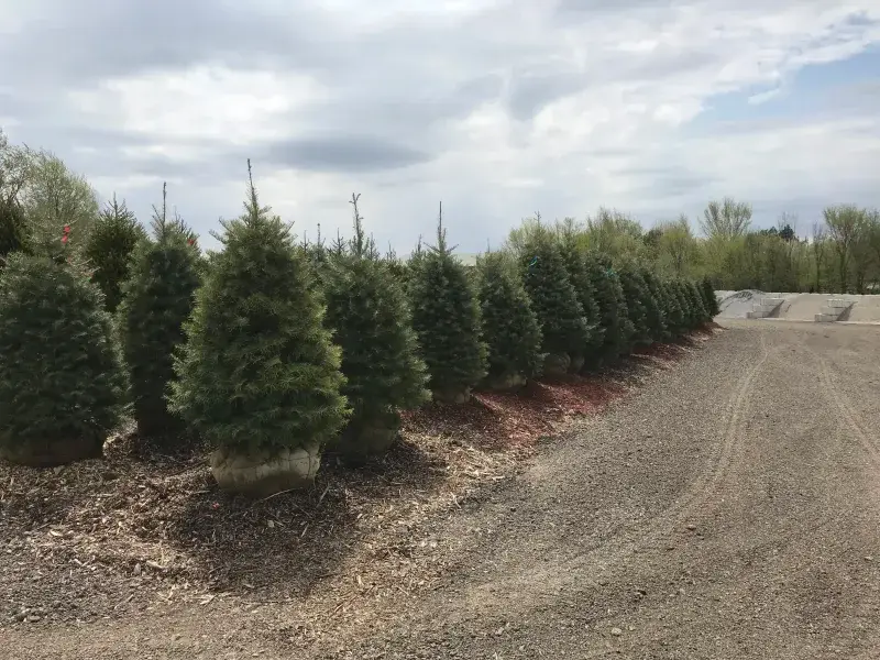 Row of concolor fir trees along a mulched nursery lane