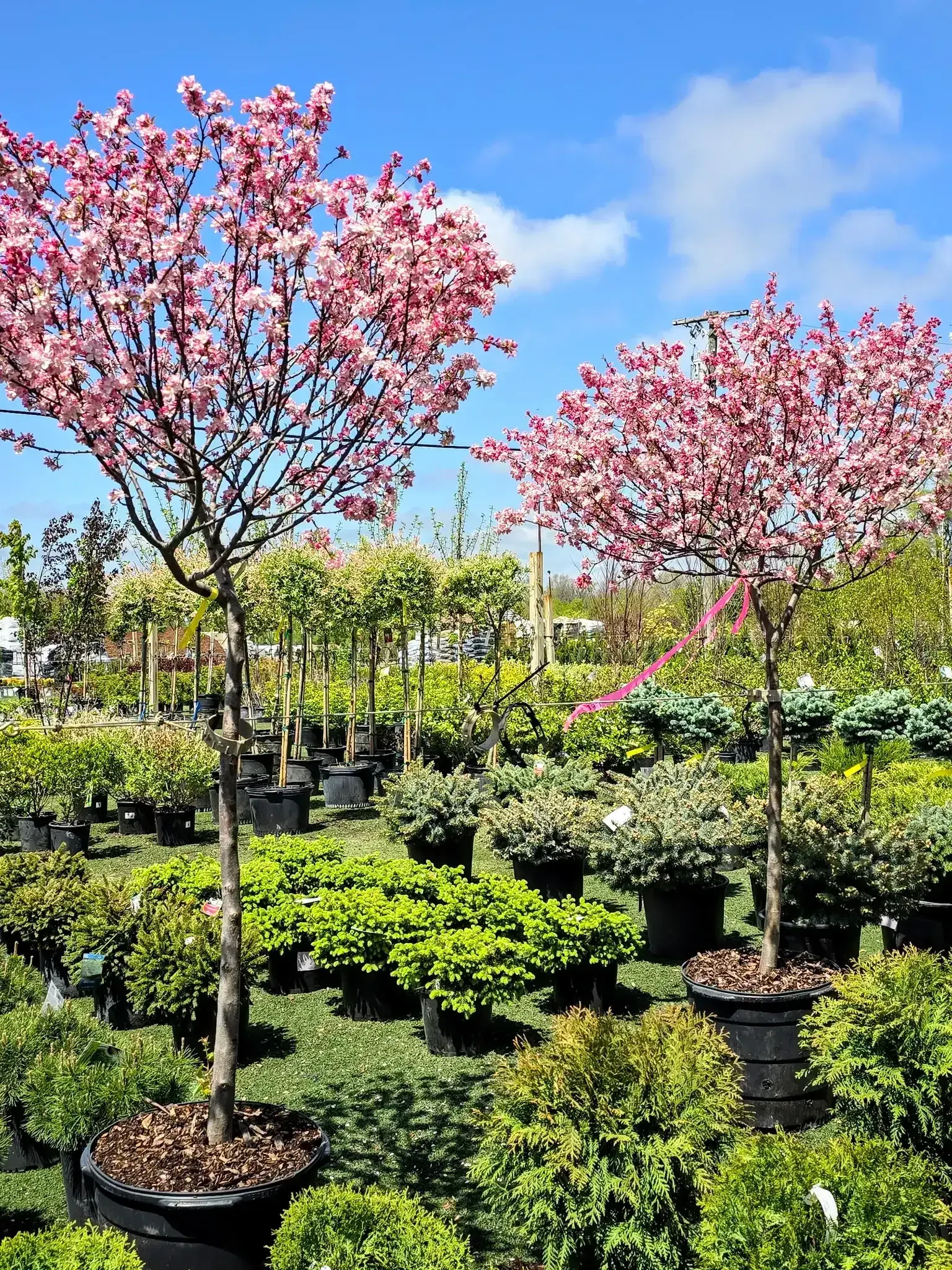 A tidy front-yard tree at an established home