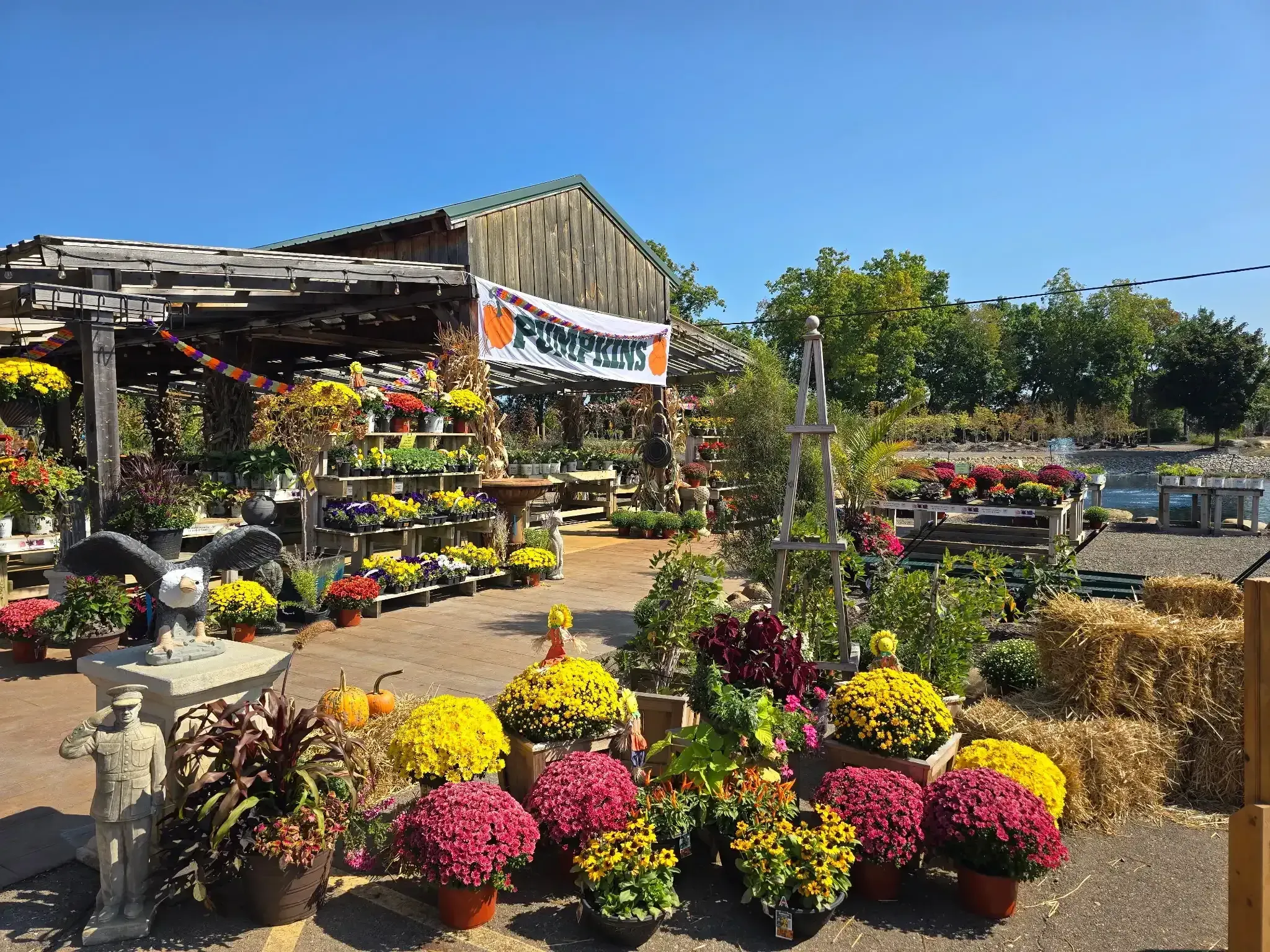 Native Michigan shrubs and evergreens growing at the nursery