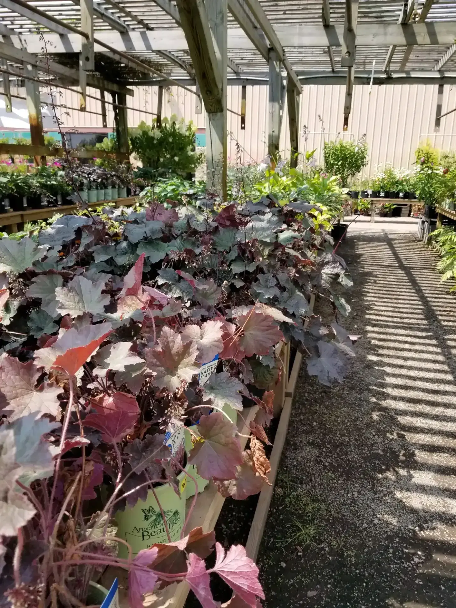 Flowering tree in full bloom at KBK Garden Center in Saline, Michigan