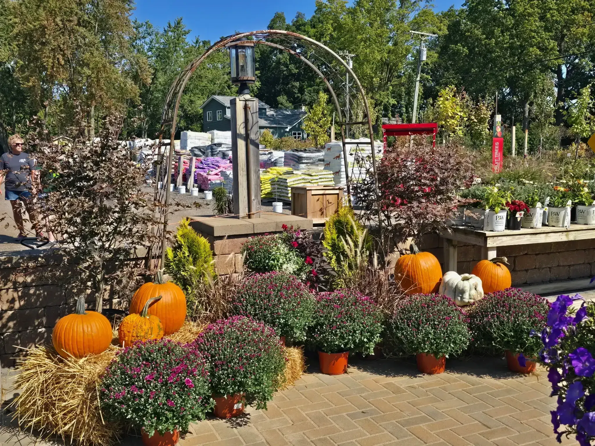 Dense privacy shrubs forming a natural screen along a property line