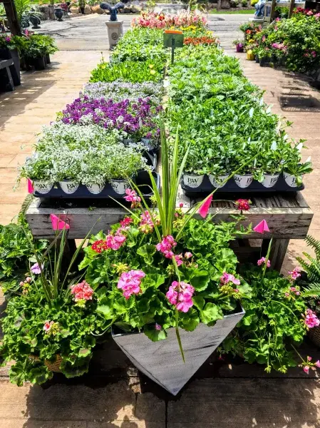Display tables of annual flats and a triangular planter of pink flowers