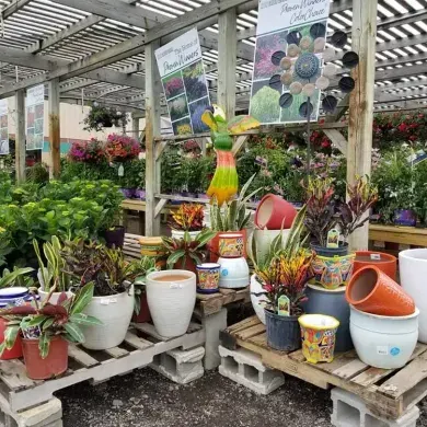 Assorted potted plants and colorful garden planters arranged for display