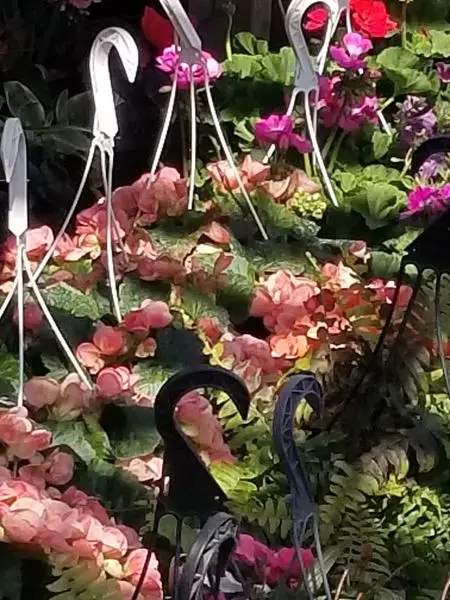 Hanging baskets of coral-pink begonias under metal plant hangers