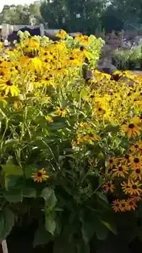 Black-eyed Susans in bright yellow bloom