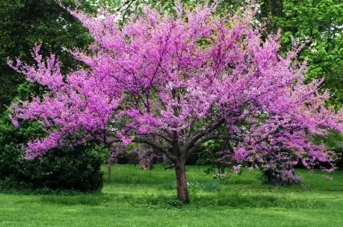 Forest Pansy redbud tree covered in lavender-pink spring blossoms