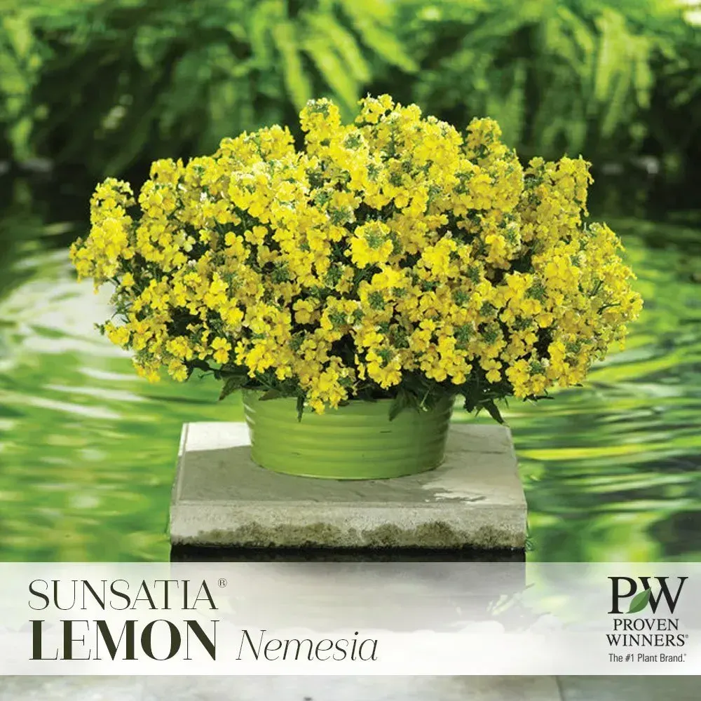 Sunsatia Lemon nemesia with bright yellow blooms in a green container
