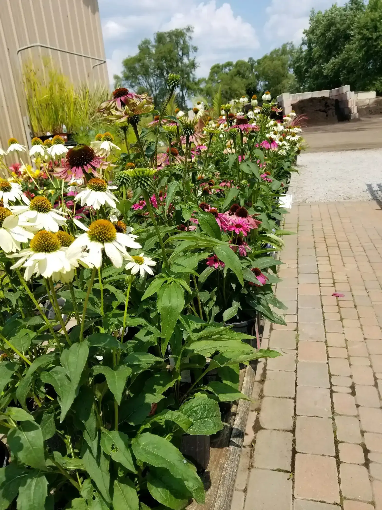 Drought-tolerant coneflowers blooming along a sunny brick path