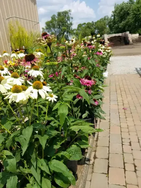 White and pink coneflowers lining a brick path at the garden center