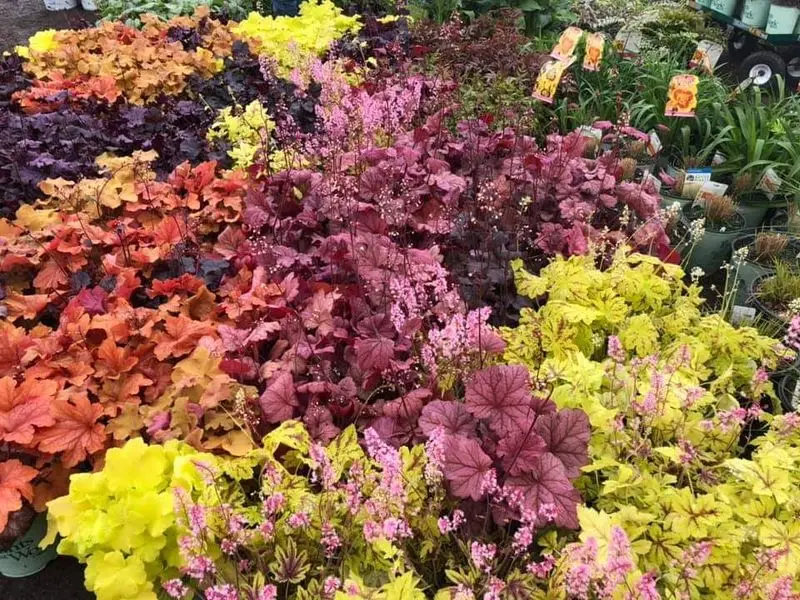 Coral bells in orange, purple and lime foliage on a perennial table
