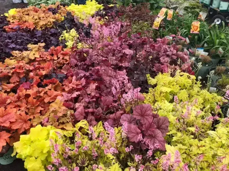 Close-up of colorful coral bells (heuchera) foliage in the perennial area