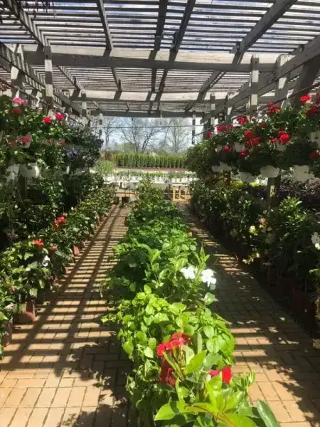 Covered pergola aisle lined with annuals and flowering plants