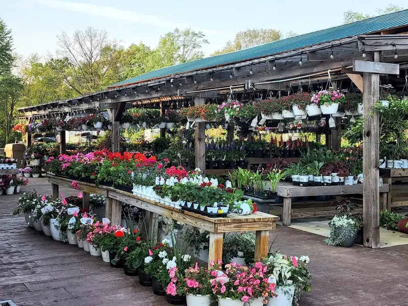 Covered sales area filled with benches of annuals and hanging baskets