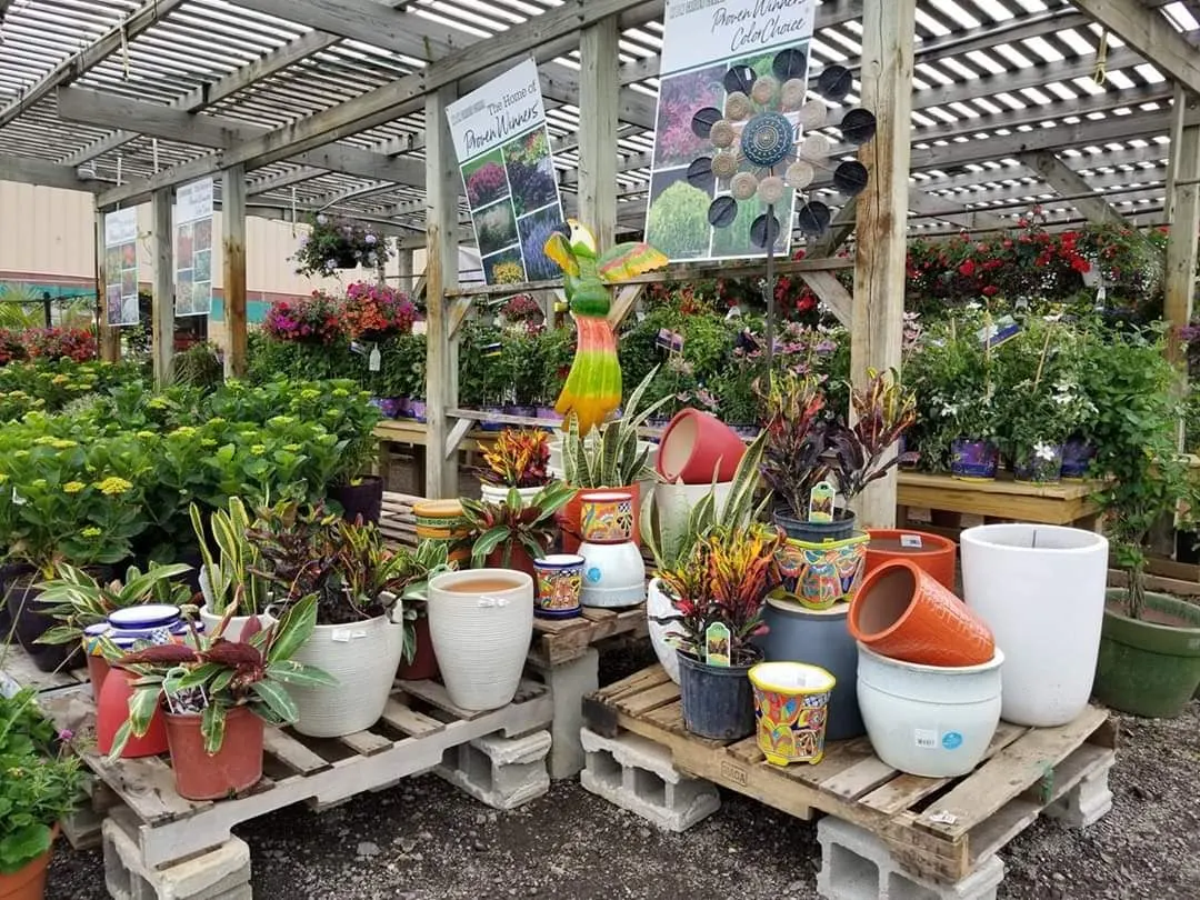 Colorful potted plants and ceramic pots displayed on wooden pallets in a greenhouse nursery