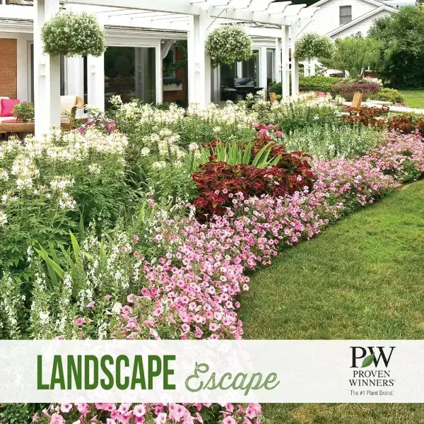 Supertunia Vista Bubblegum petunias in a Proven Winners landscape planting