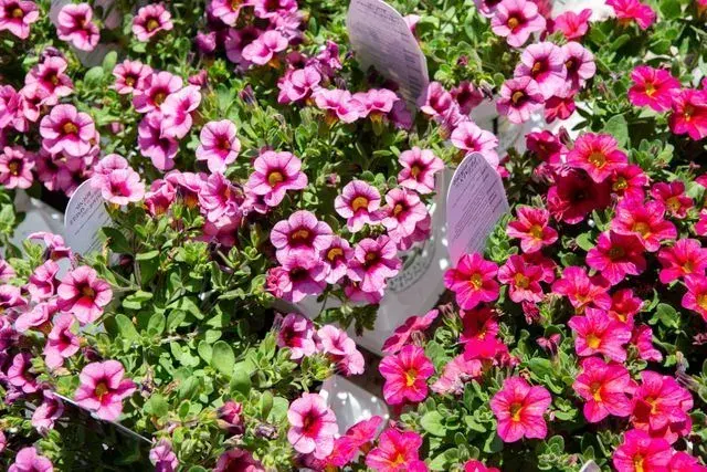 Cutting-garden perennials with fresh stems ready for the vase