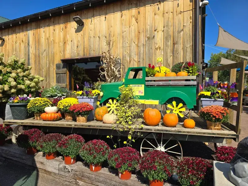 Fall display with a vintage green truck, pumpkins and mums