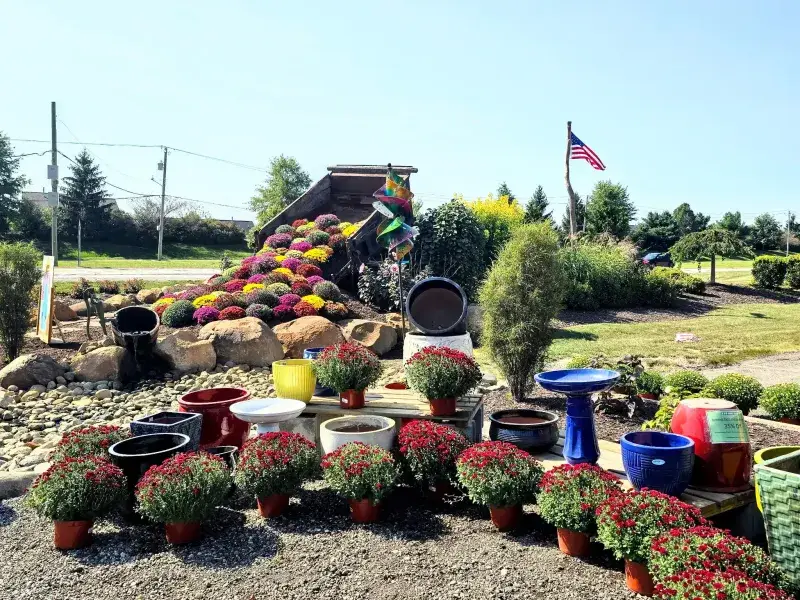 Fall mums with bird baths and glazed pottery on a stone display