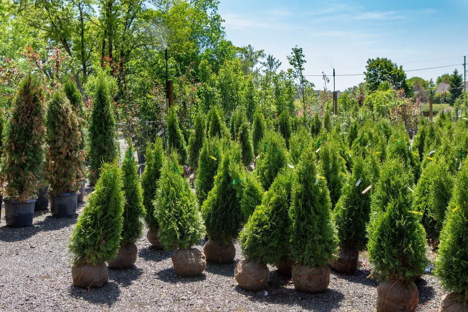 Healthy, well-fed plants thriving with quality soil amendments