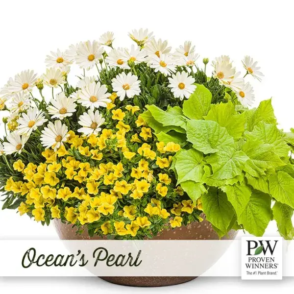 Ocean’s Pearl Proven Winners combination planter with white daisies and yellow blooms