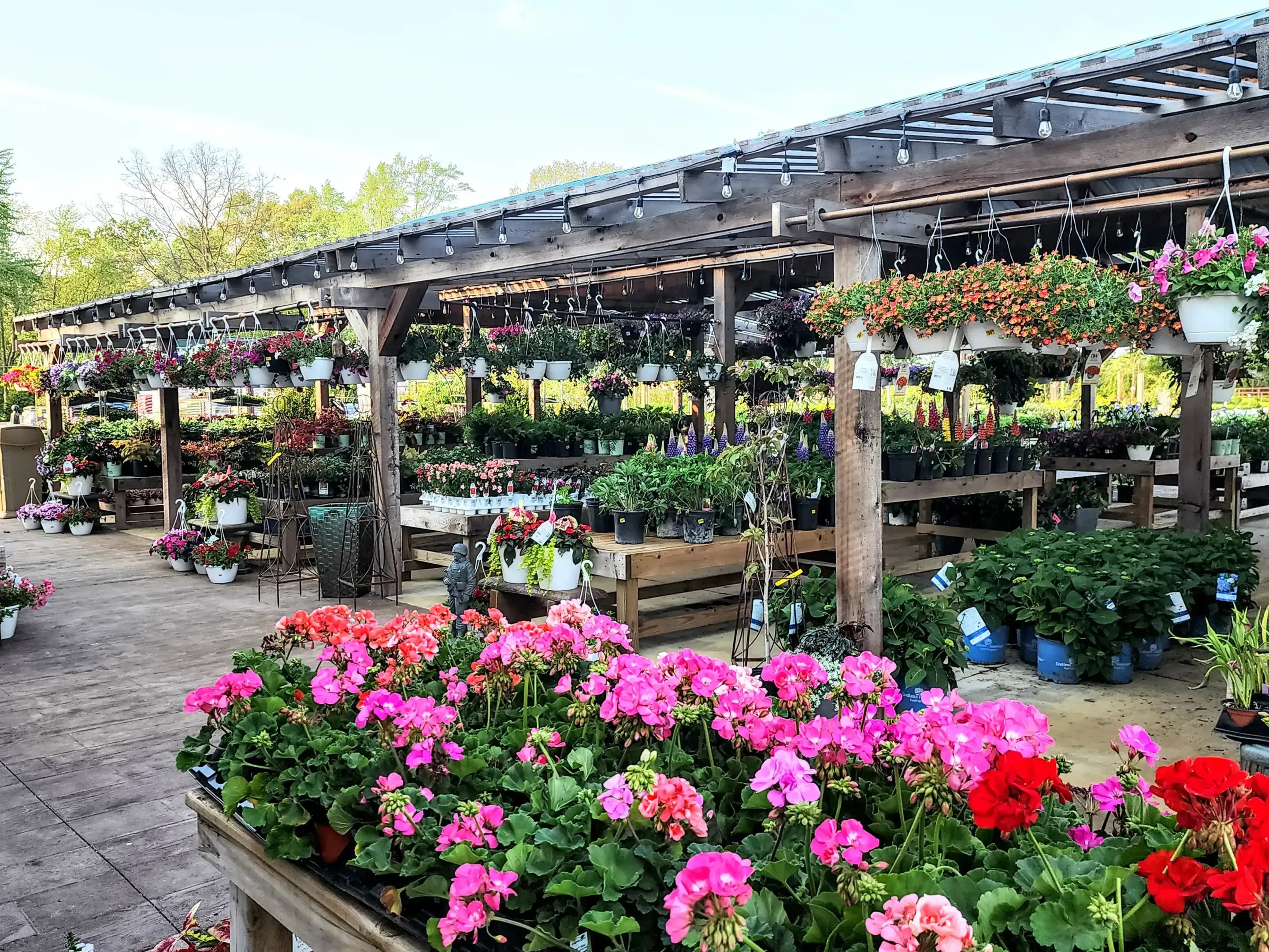 Geraniums, perennials and hanging baskets displayed under the pergola