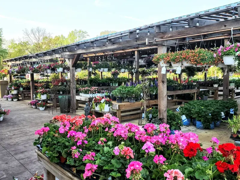 Pink and red geraniums on display beneath the pergola