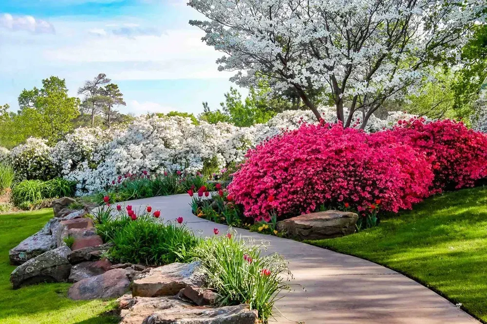 Landscaped yard with a stone path, boulders, azaleas and a flowering dogwood