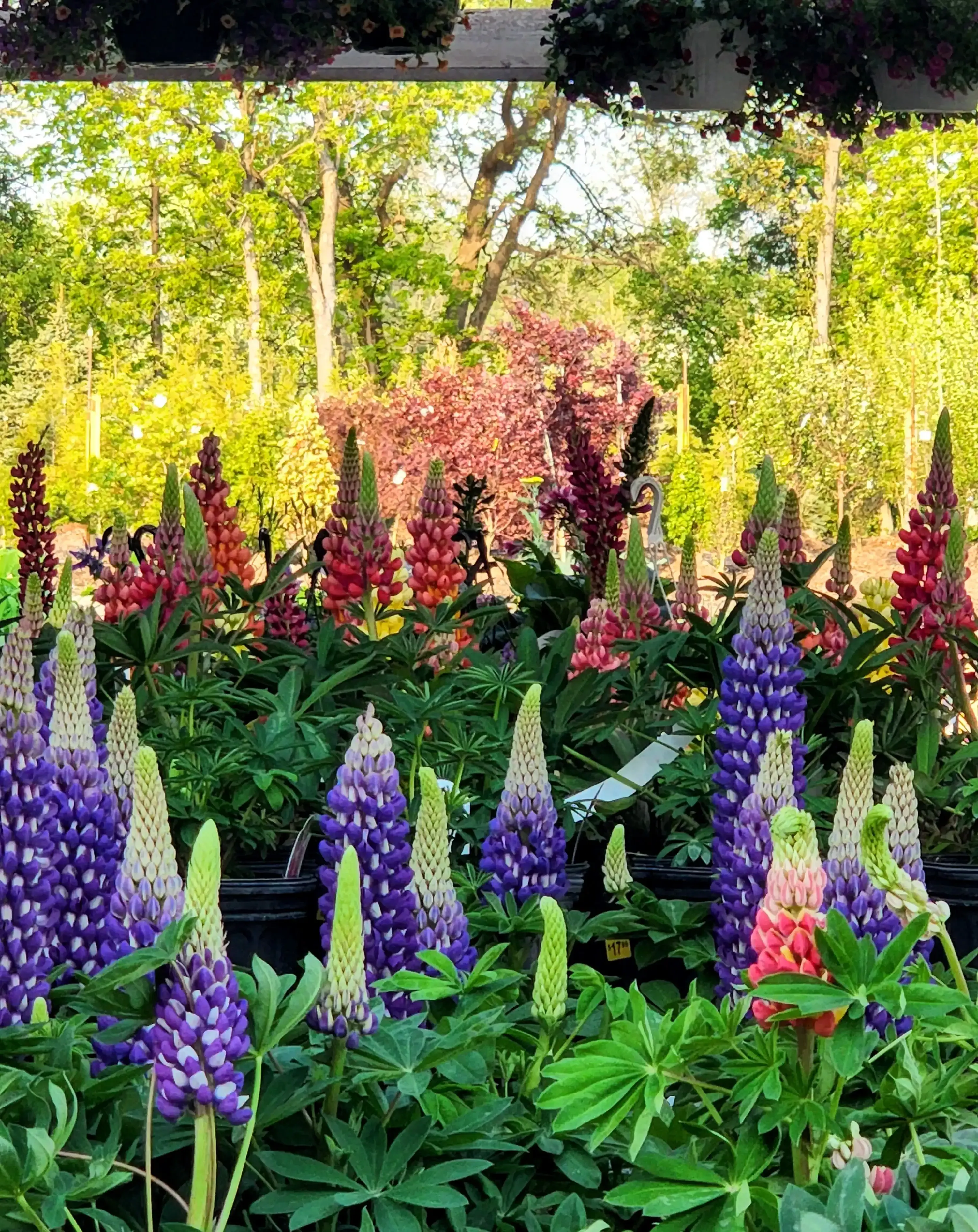 Purple, pink and red lupines blooming in a garden center display