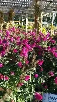 Magenta butterfly bush in bloom in a Proven Winners pot