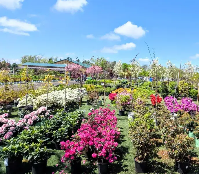 Nursery yard of blooming azaleas and shrubs with the shop behind