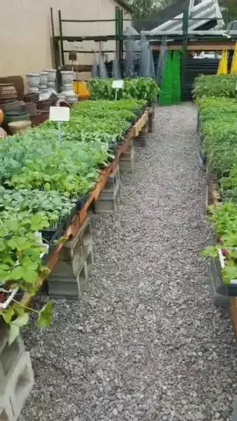Gravel aisle between benches of potted perennials
