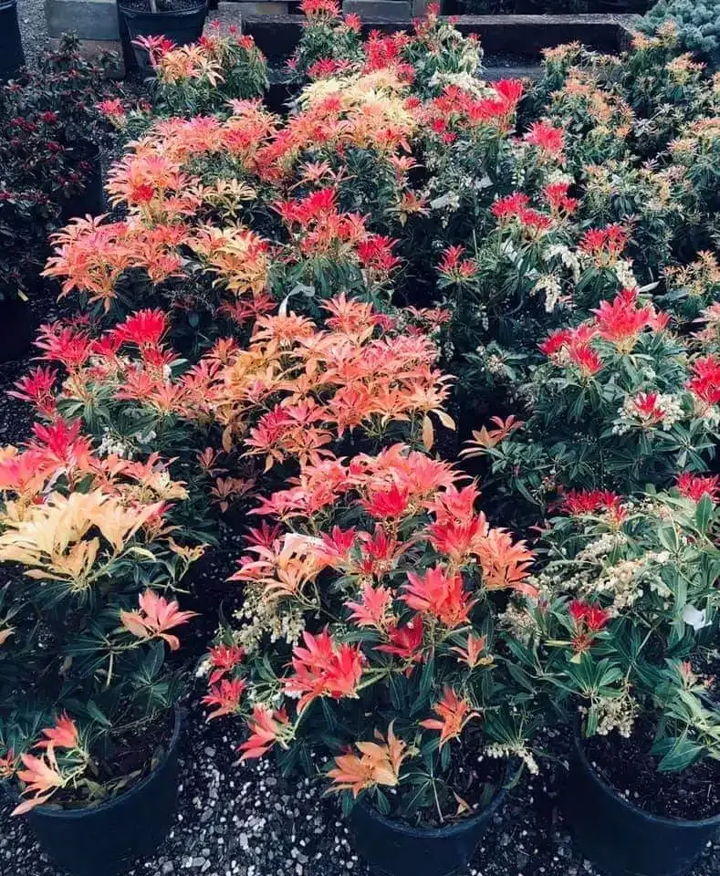 Pieris shrubs showing bright red and pink new growth