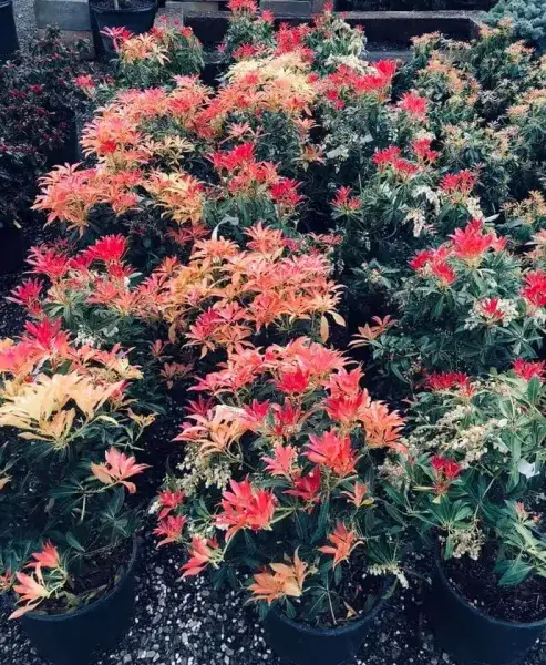 Pieris shrubs with bright red new growth in nursery pots