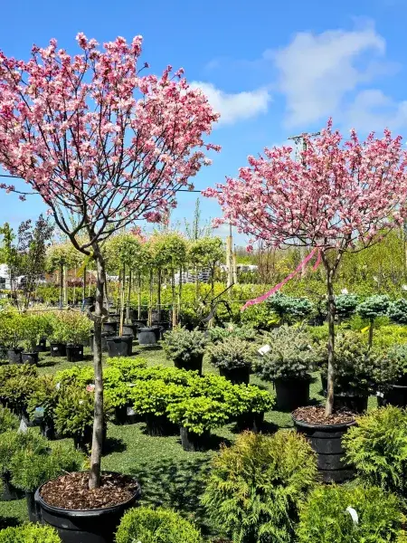 Pink-flowering standard trees above potted evergreens in the nursery