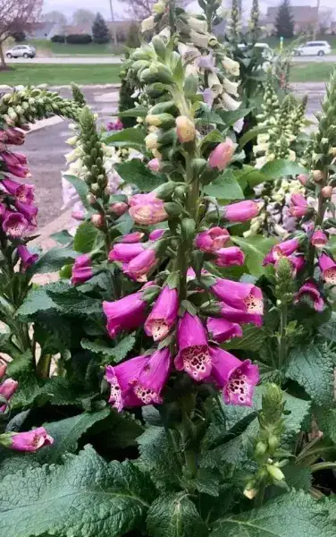 Close-up of pink foxglove flowers