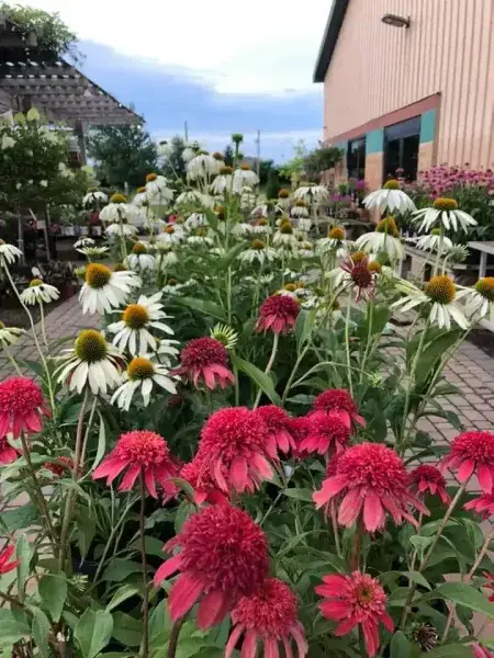 Pink and white coneflowers in bloom near the garden center building