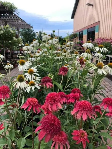 Pink double coneflowers mixed with white coneflowers