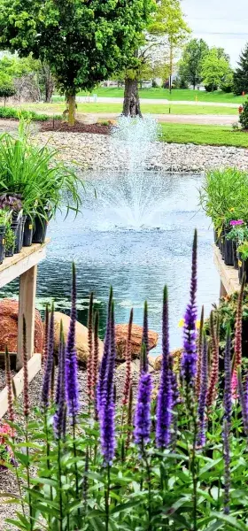 Purple veronica spikes in front of a pond fountain on the grounds
