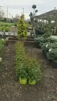 Potted golden conifers and topiary shrubs lined up in nursery rows