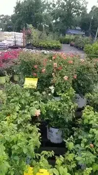 Potted flowering shrubs with coral and pink blooms